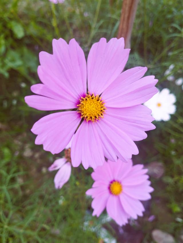 Free stock photo of flower