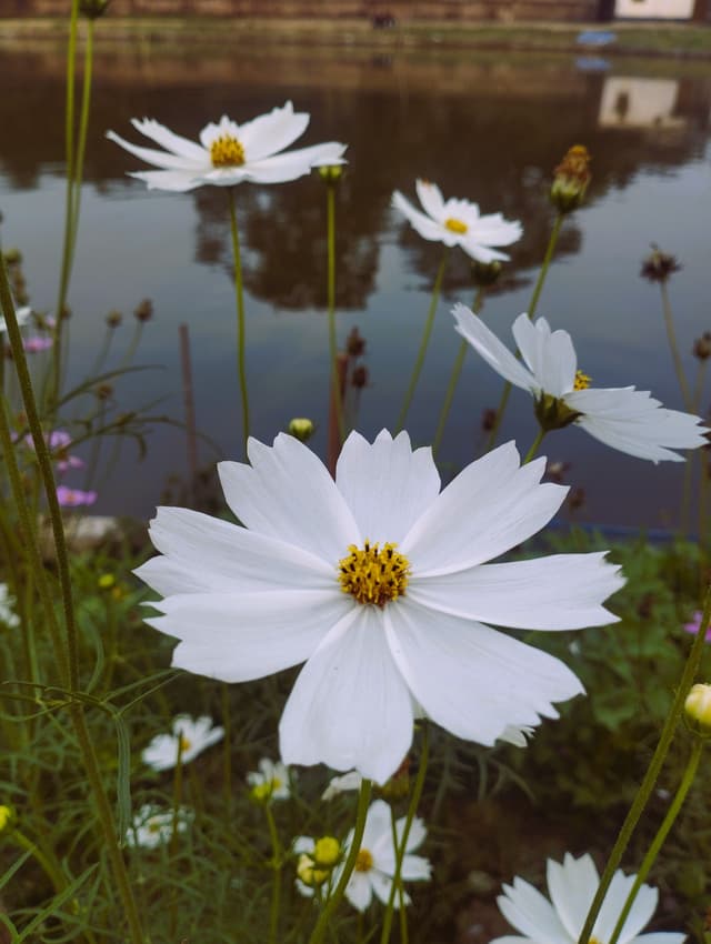 White cosmos flowers in full bloom by a serene pond in Joypurhat, Bangladesh.