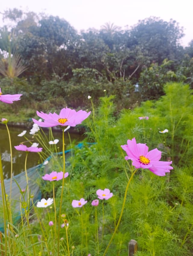 Free stock photo of flower