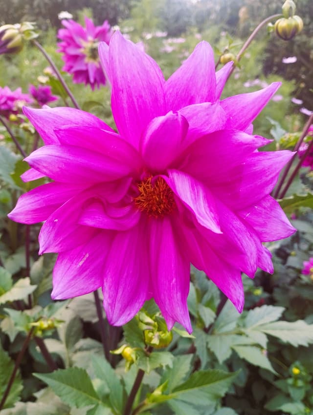 Free stock photo of flower